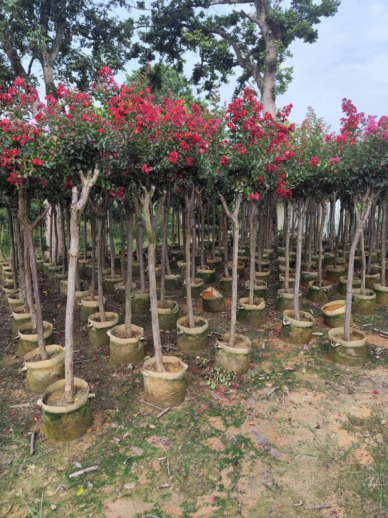 小叶紫薇3-8公分出售基地直销规格齐全