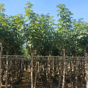 出售5-12公分紫花风铃木嫁接绣球自家货源可视频看货