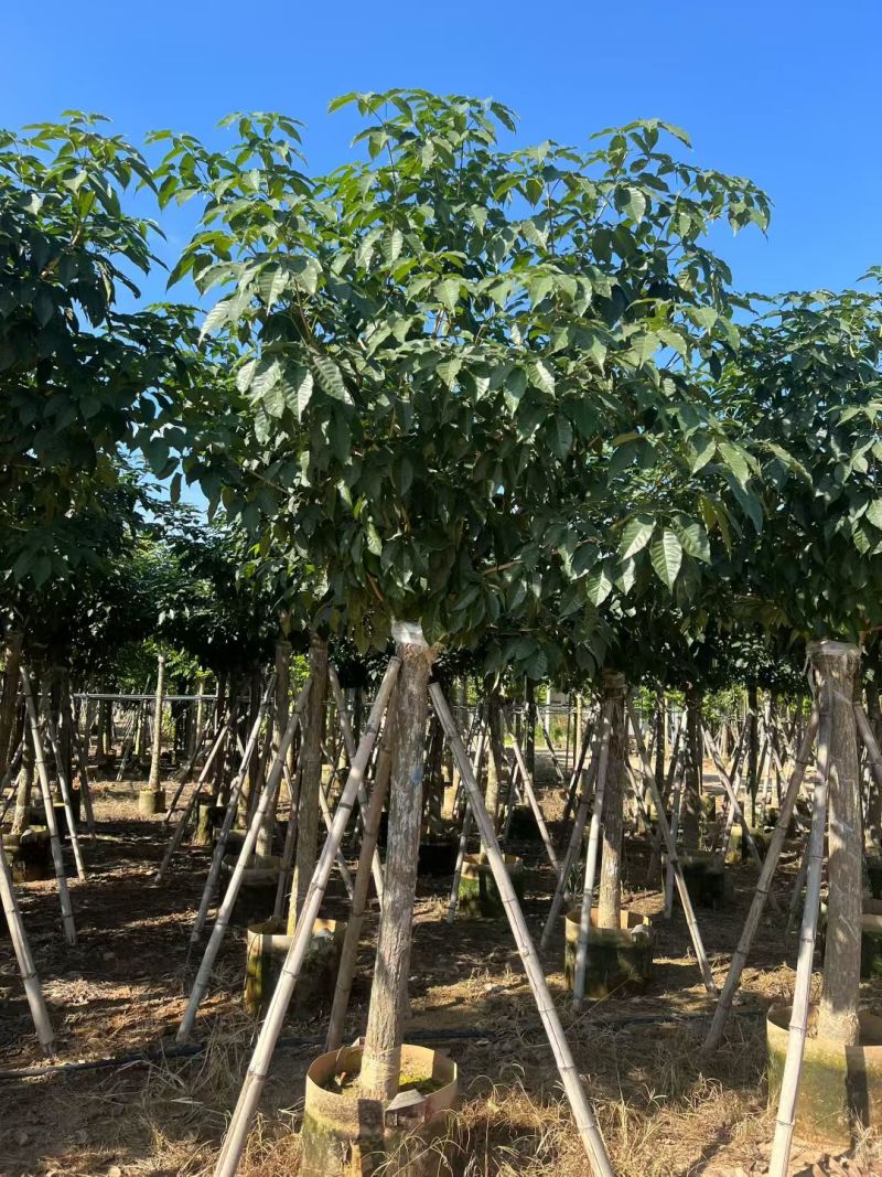 出售5-12公分紫花风铃木嫁接绣球自家货源可视频看货