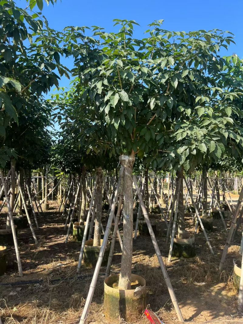 出售5-12公分紫花风铃木嫁接绣球自家货源可视频看货