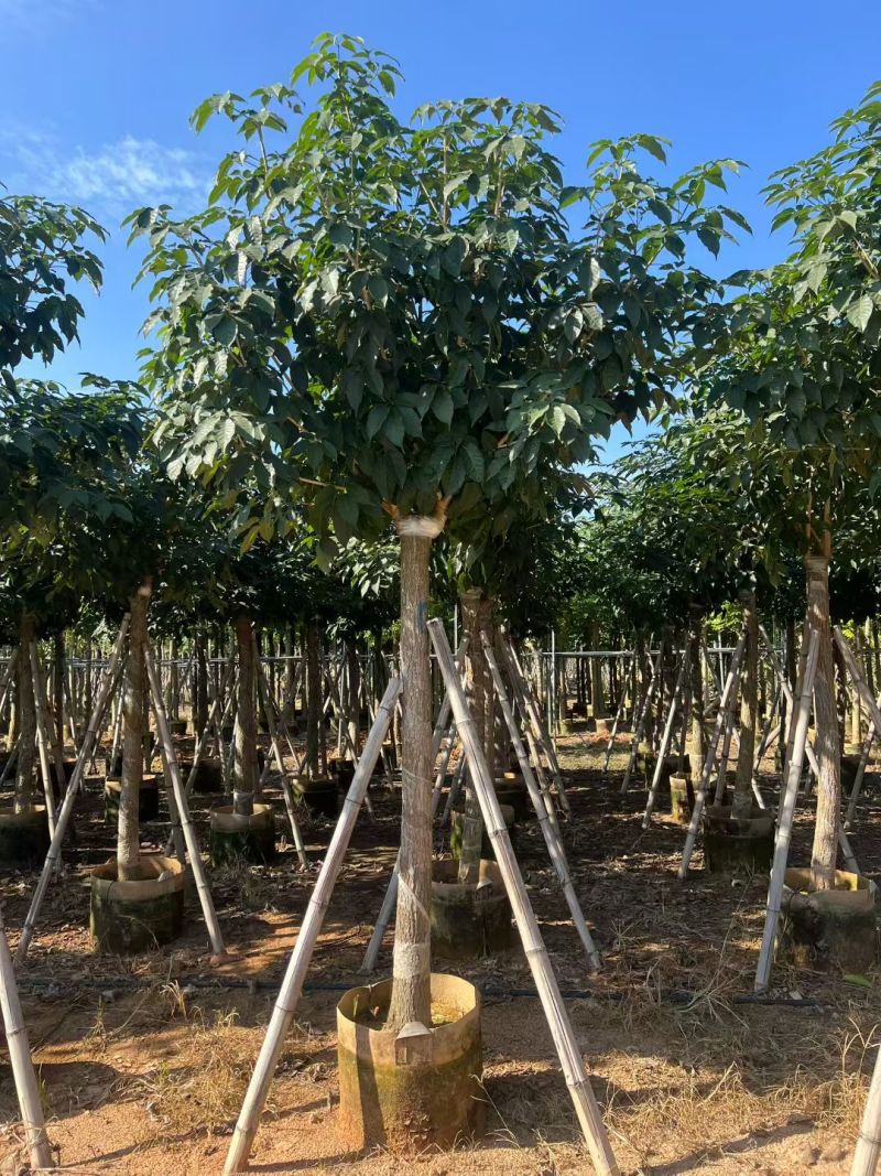 出售5-12公分紫花风铃木嫁接绣球自家货源可视频看货