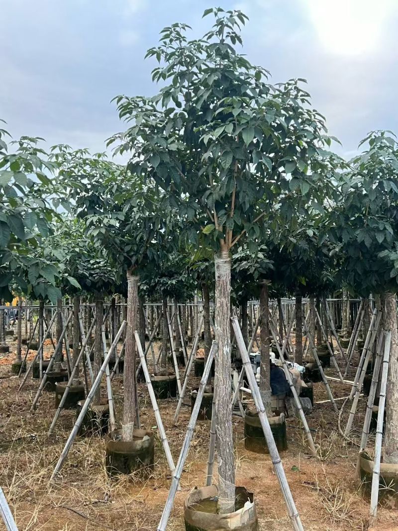 出售5-12公分紫花风铃木嫁接绣球自家货源可视频看货