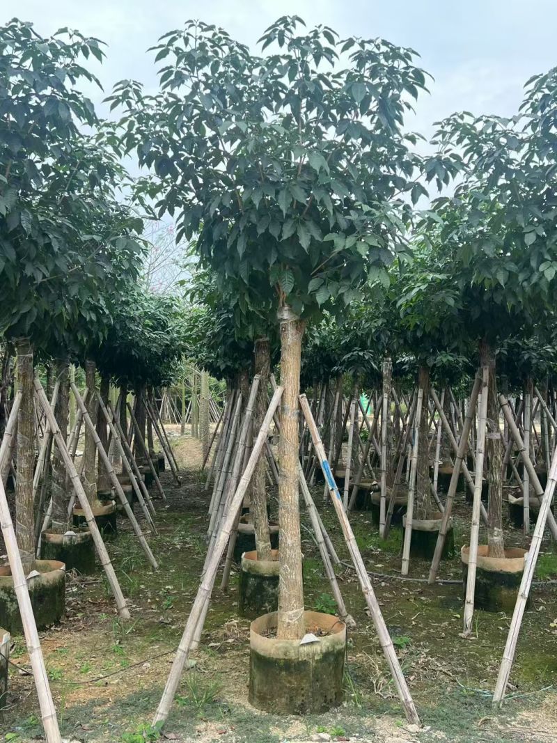 出售5-12公分紫花风铃木嫁接绣球自家货源可视频看货