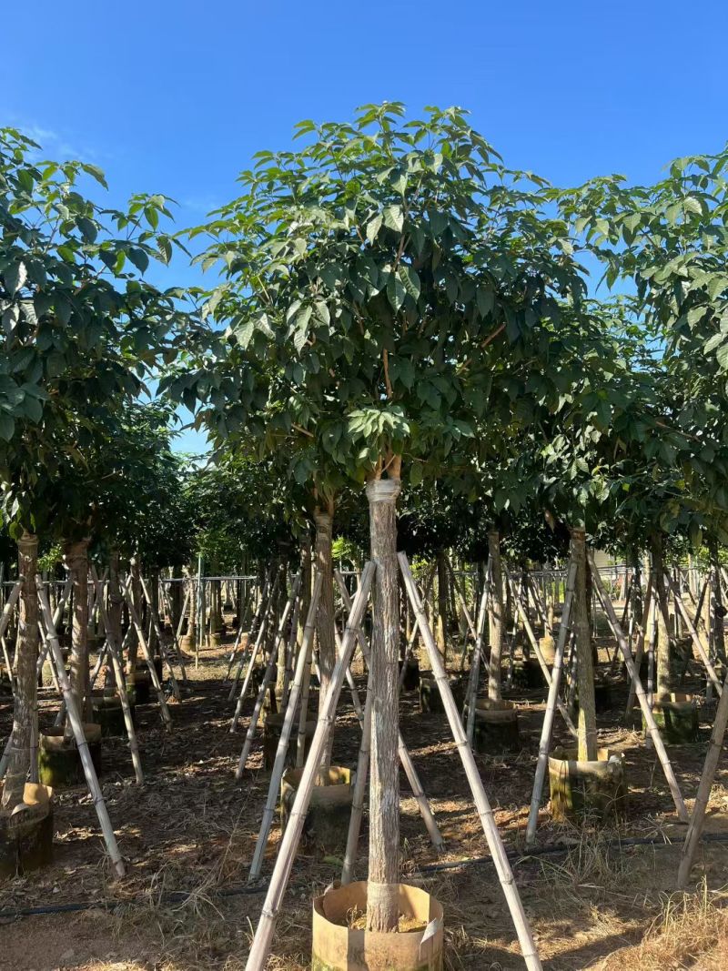 出售5-12公分紫花风铃木嫁接绣球自家货源可视频看货