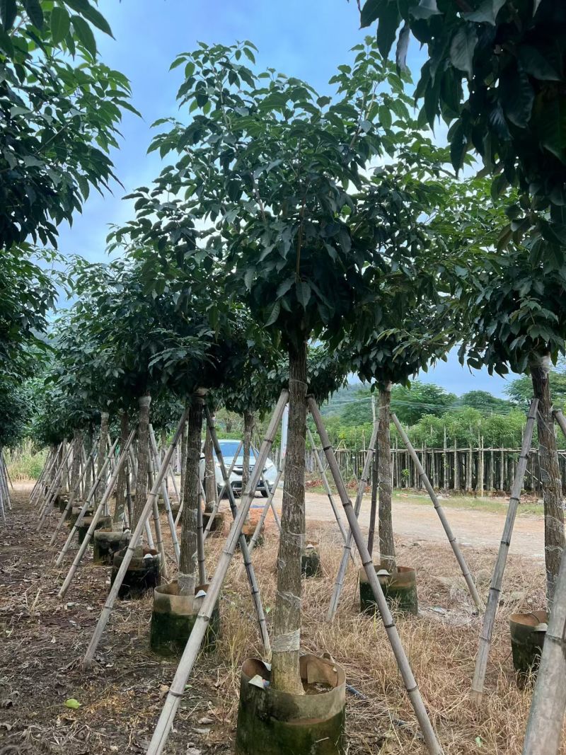 出售5-12公分紫花风铃木嫁接绣球自家货源可视频看货