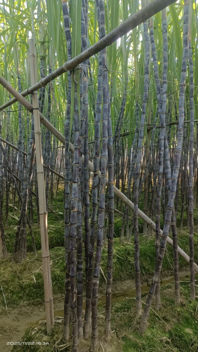 广西黑皮甘蔗/一手货源/产地直销/~免费提供便宜回程车