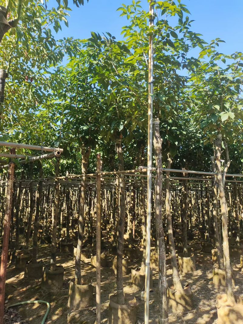 出售5-12公分紫花风铃木嫁接绣球自家货源可视频看货