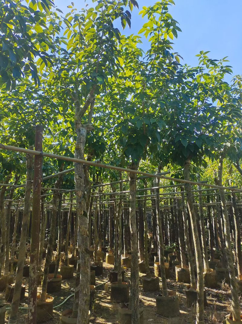 出售5-12公分紫花风铃木嫁接绣球自家货源可视频看货