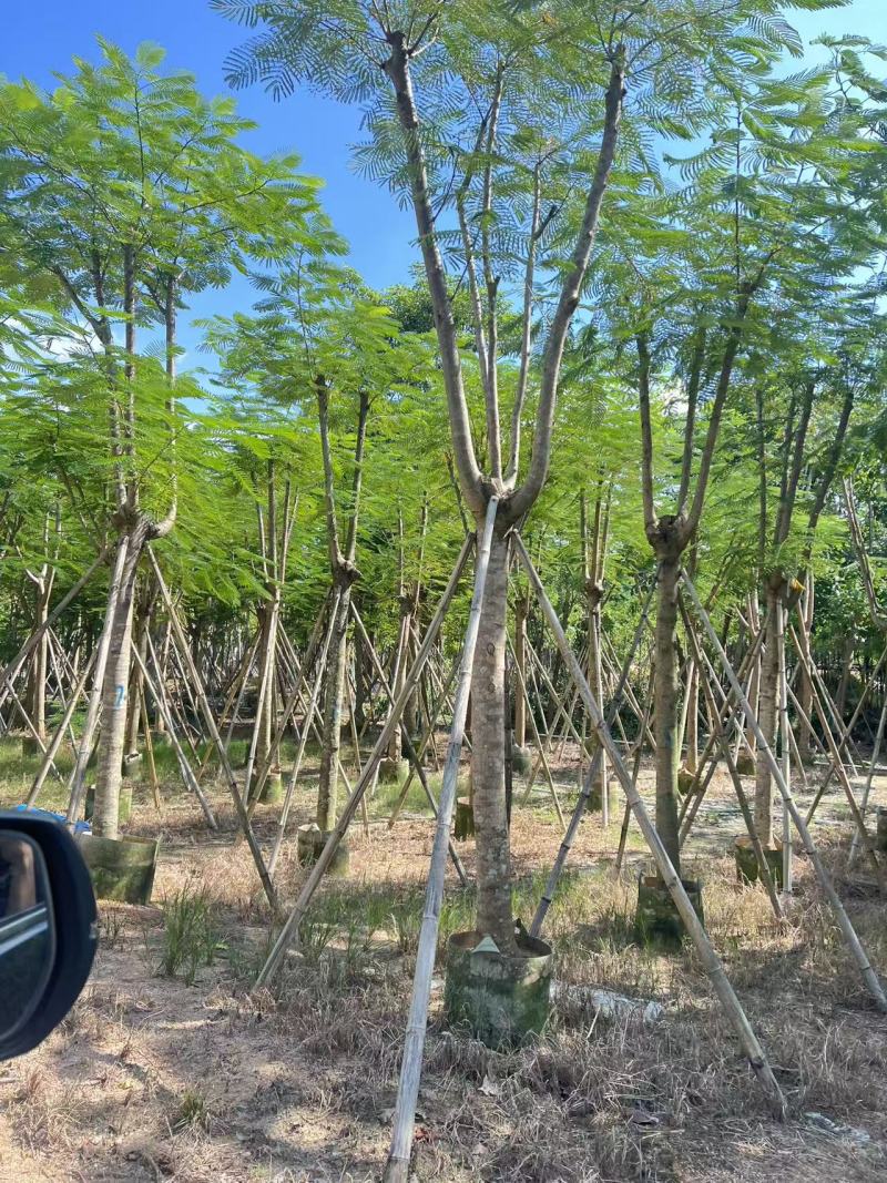 凤凰木12-25公分骨架货大量出售基地直销可视频看货