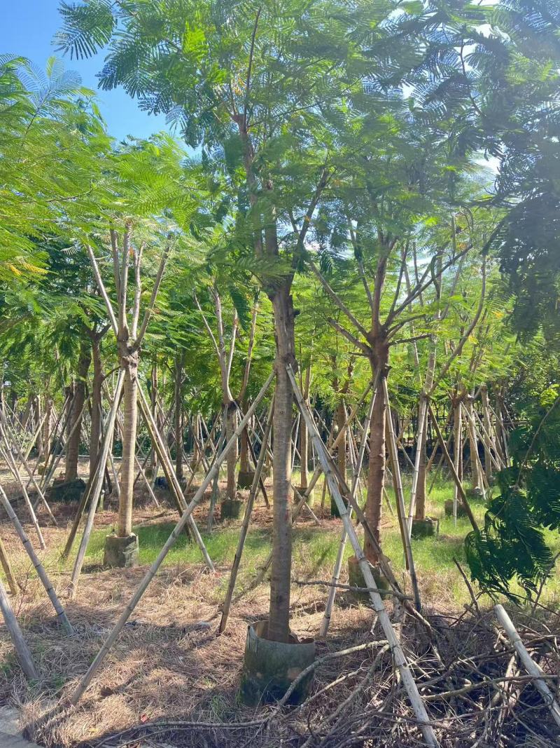 凤凰木12-25公分骨架货大量出售基地直销可视频看货