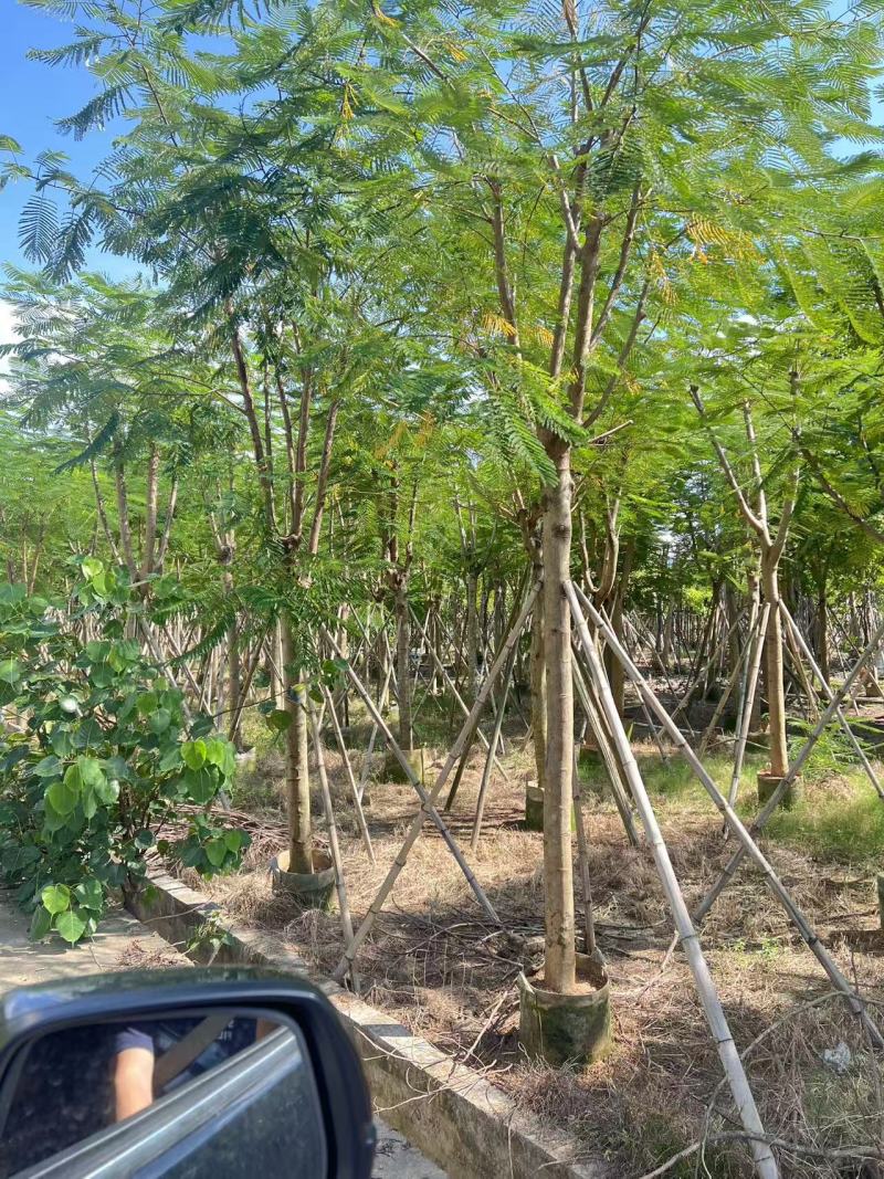 凤凰木12-25公分骨架货大量出售基地直销可视频看货