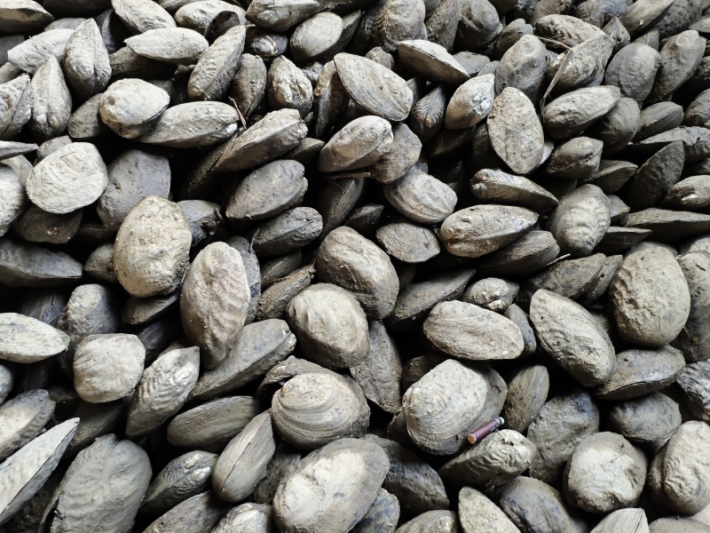 河蚌丽蚌麻蚌