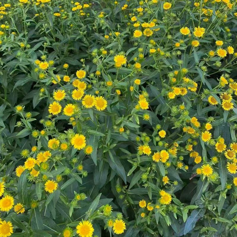 中药材野生旋覆花旋复花金沸花山东陕西贵州货花类批发零售
