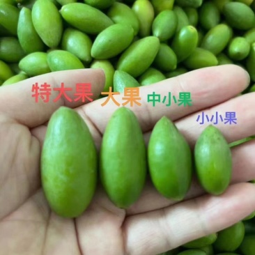 橄榄现货，珠三角地区当日下单当日抵达