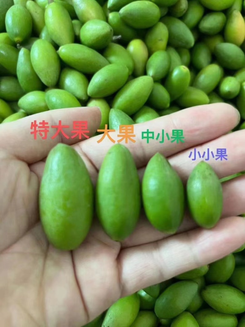 橄榄现货，珠三角地区当日下单当日抵达