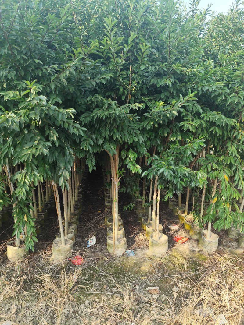 铁冬青原生苗1-3公分出售自家货源欢迎现场看货