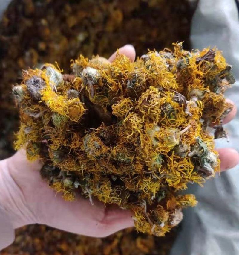 中药材野生旋覆花金沸花云南贵州货保质保量批发零售