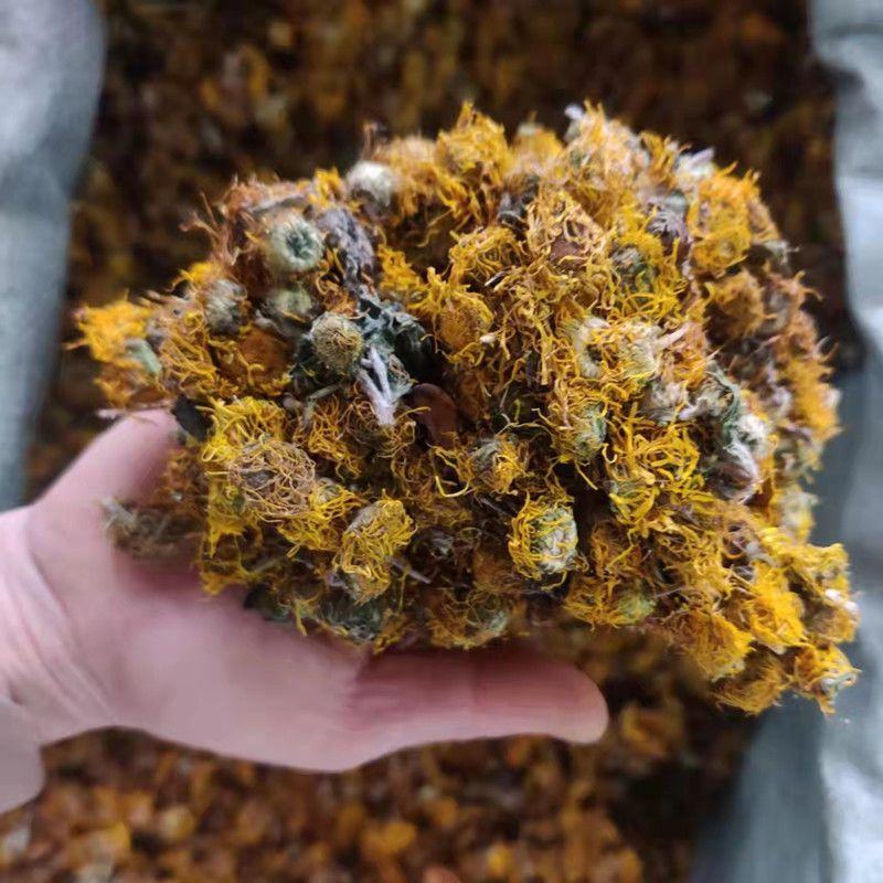 中药材野生旋覆花金沸花云南贵州货保质保量批发零售