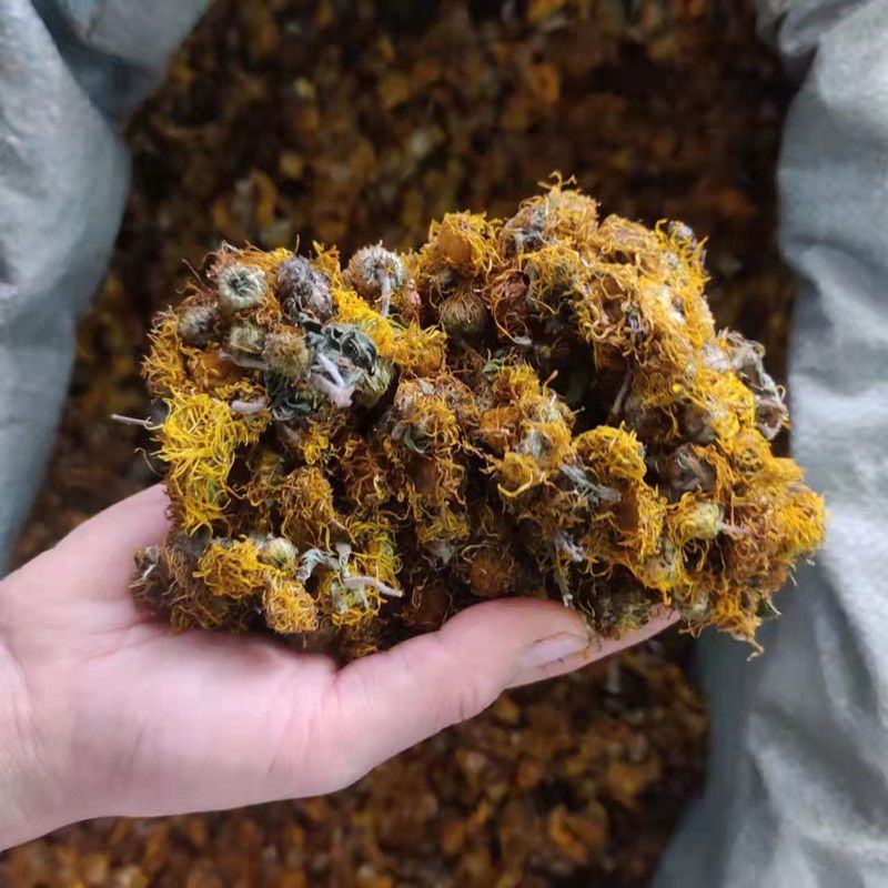 中药材野生旋覆花金沸花云南贵州货保质保量批发零售
