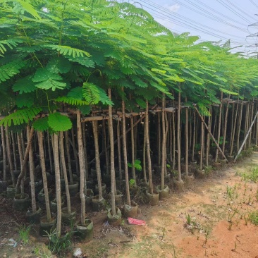 凤凰木3-12公分出售自家货源规格齐全