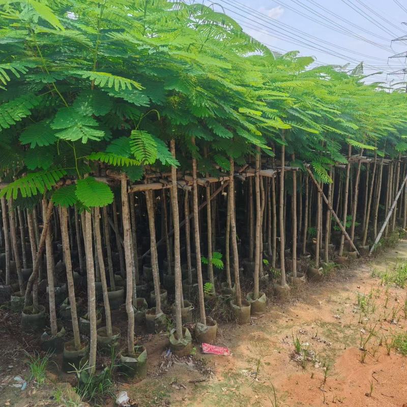 凤凰木3-12公分出售自家货源规格齐全
