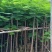 凤凰木3-12公分出售自家货源规格齐全