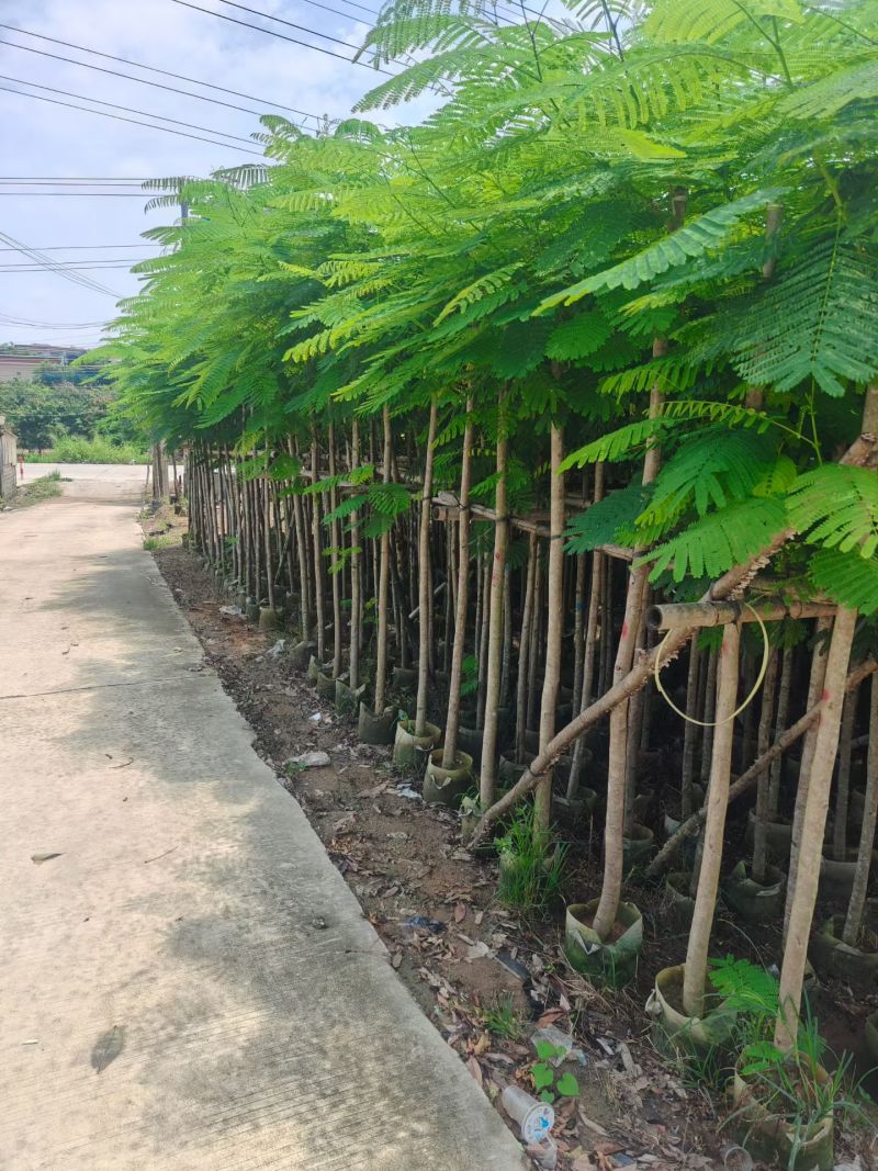 凤凰木3-12公分出售自家货源规格齐全