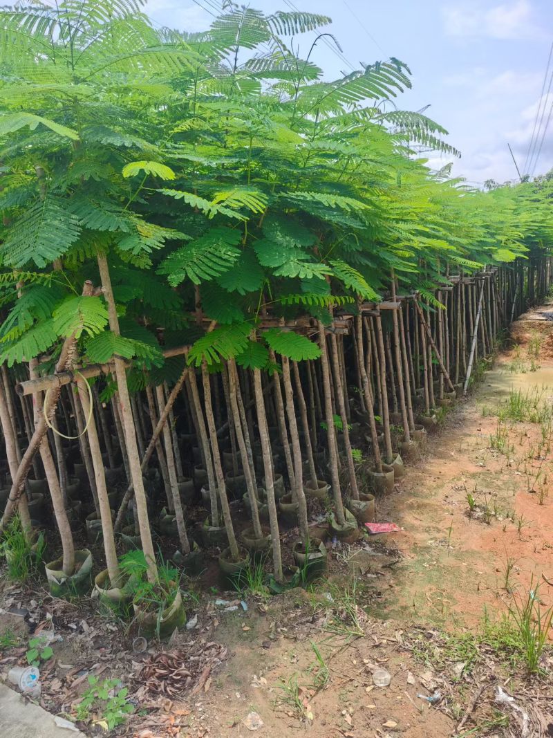 凤凰木3-12公分出售自家货源规格齐全