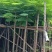 凤凰木3-12公分出售自家货源规格齐全