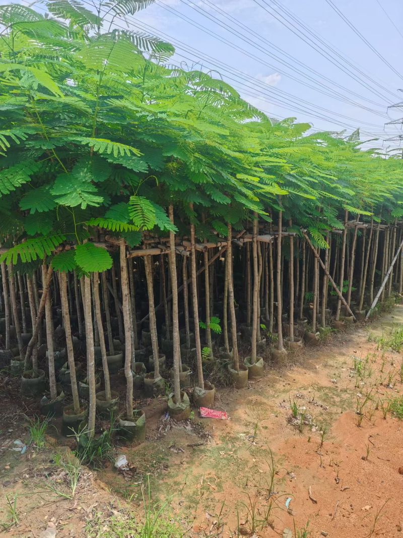 凤凰木3-12公分出售自家货源规格齐全