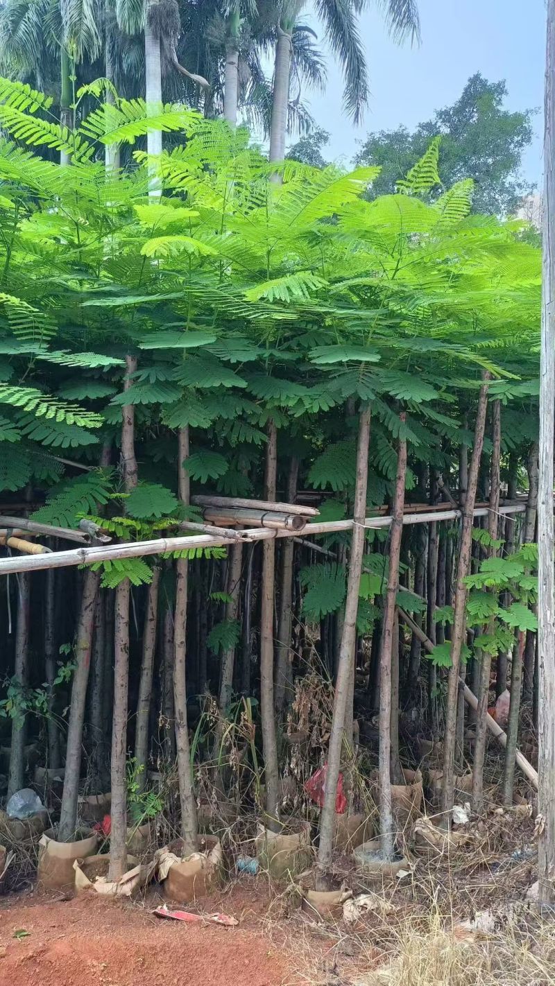 凤凰木3-12公分出售自家货源规格齐全