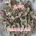 兔儿风中草药云南兔耳风兔儿风兔耳一支香兔耳草干货