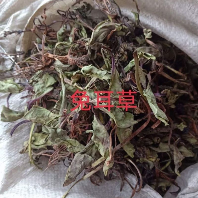 兔儿风中草药云南兔耳风兔儿风兔耳一支香兔耳草干货