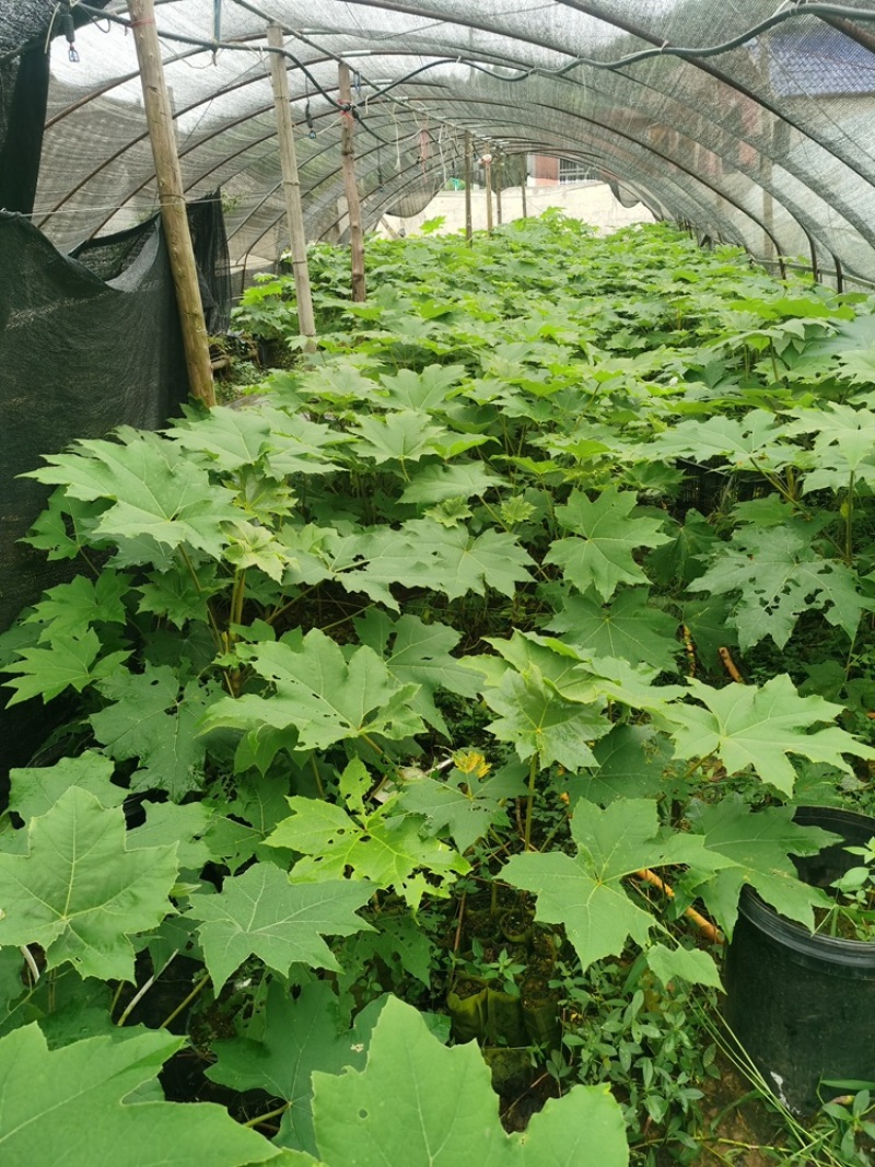 通草种子批发新鲜大通草种子通脱木种子通花杆子育苗技术