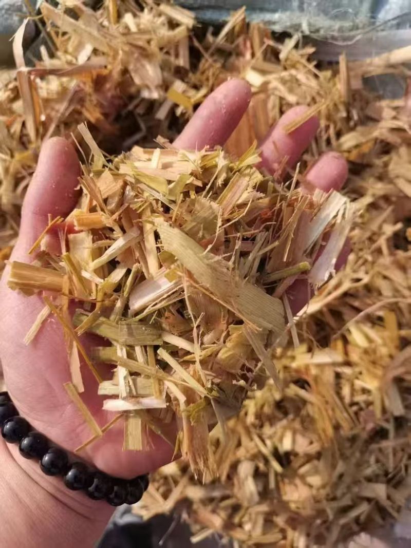 牧草黄储，甘蔗尾，甘蔗叶