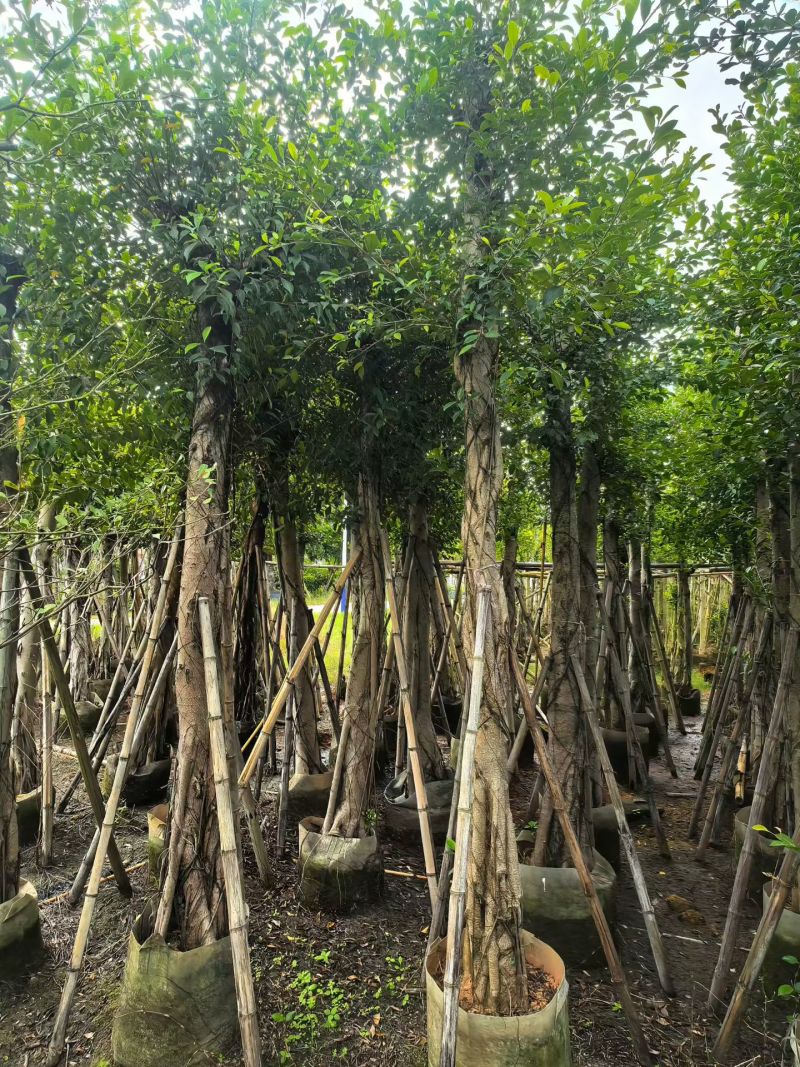 小叶榕3-15公分出售基地直销欢迎现场看货