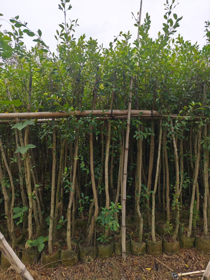 小叶榕3-15公分出售基地直销欢迎现场看货