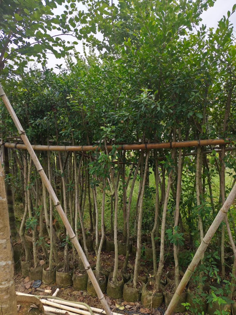 小叶榕3-15公分出售基地直销欢迎现场看货