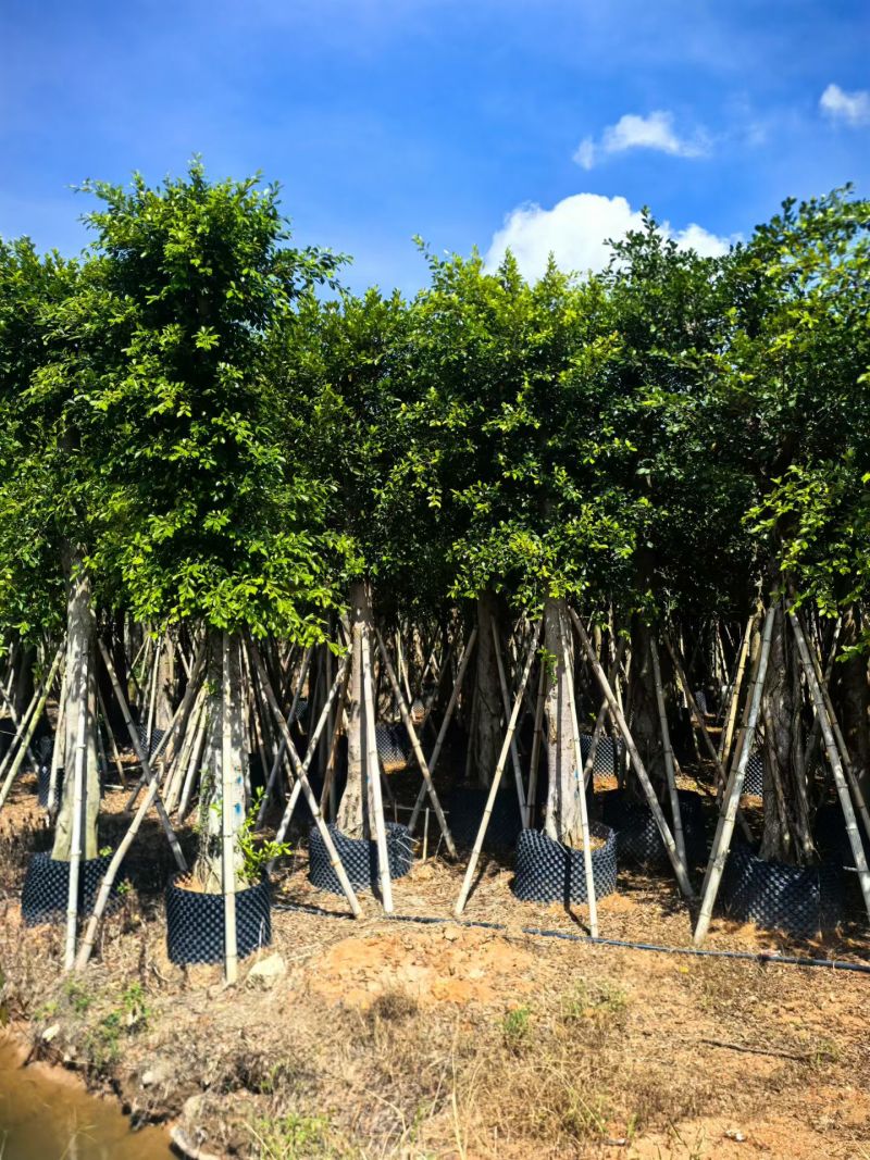 小叶榕3-15公分出售基地直销欢迎现场看货