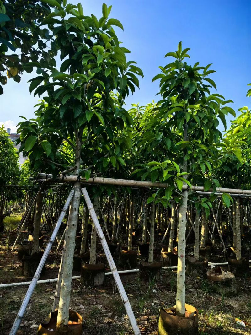 白玉兰5-12分大量出售自家货源可视频看货