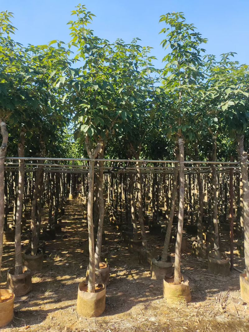 白玉兰5-12分大量出售自家货源可视频看货