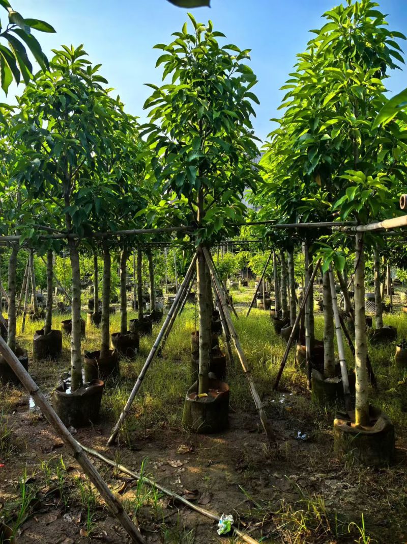 白玉兰5-12分大量出售自家货源可视频看货