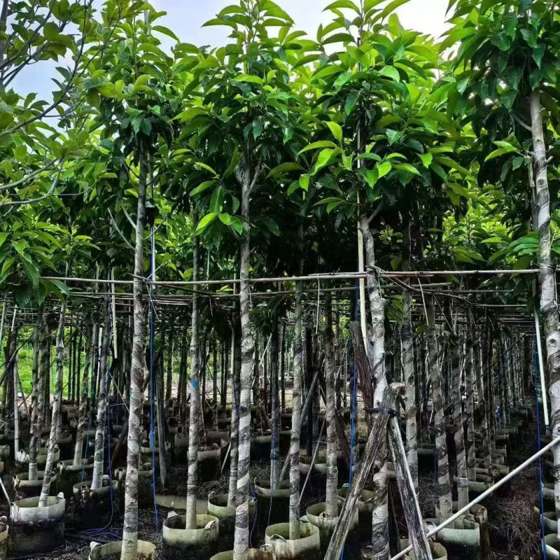 白玉兰5-12分大量出售自家货源可视频看货