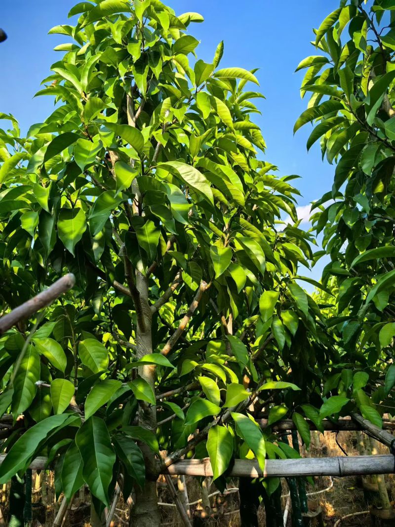 白玉兰5-12分大量出售自家货源可视频看货