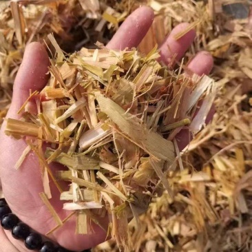 牧草黄储，甘蔗尾，甘蔗叶