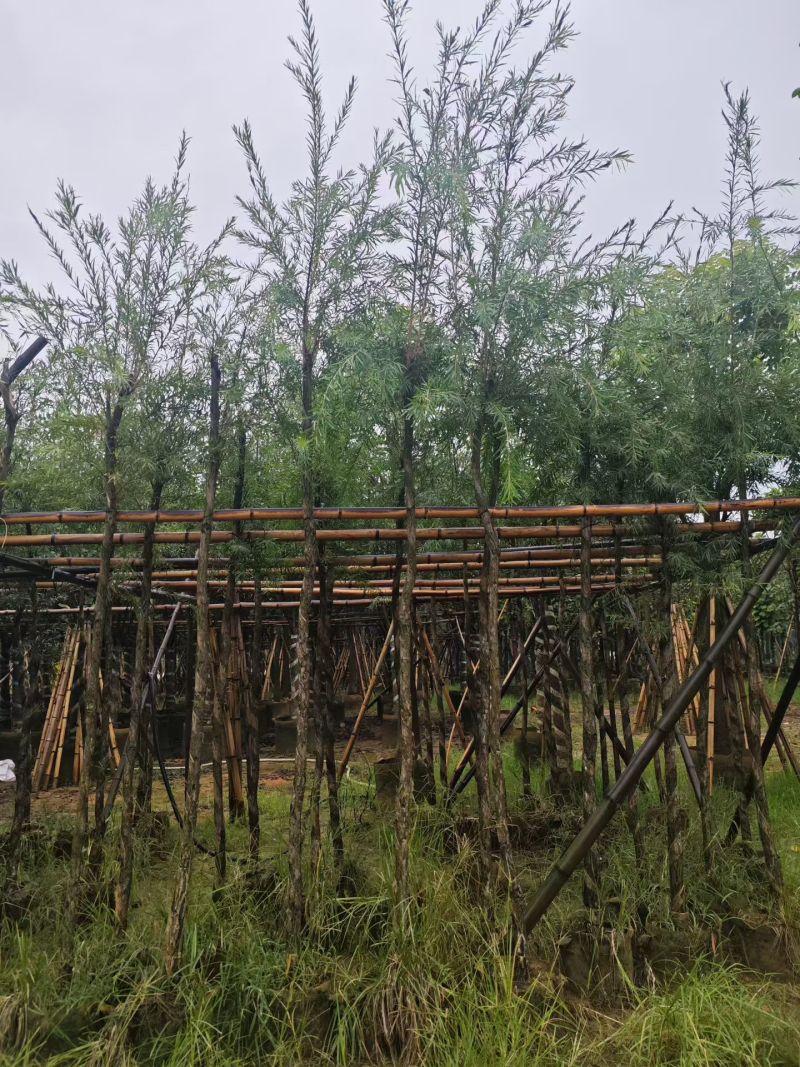 红千层（串钱柳）3-12公分出售自家货源规格齐全
