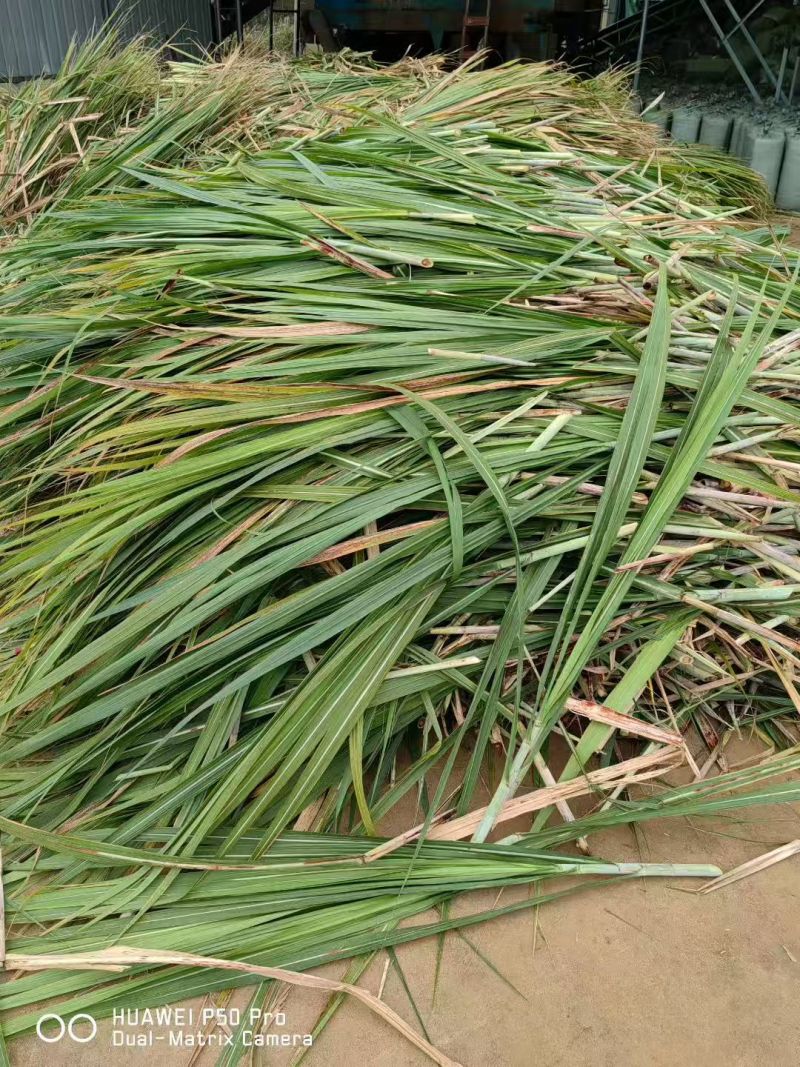牧草黄储，甘蔗尾，甘蔗叶