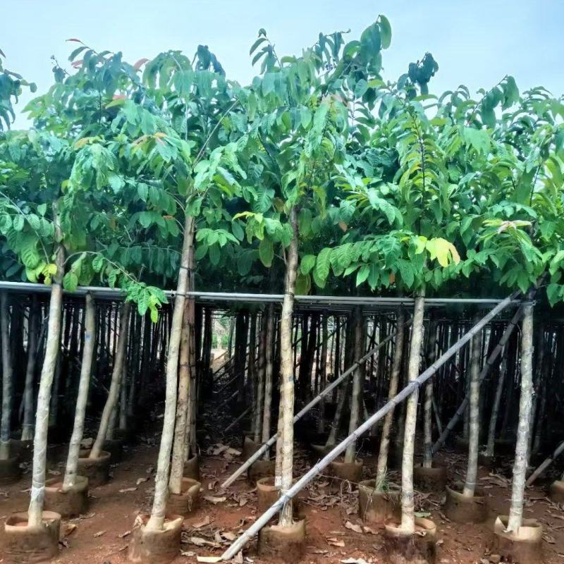 大叶紫薇3-8公分出售自家货源规格齐全可视频看货