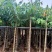 大叶紫薇3-8公分出售自家货源规格齐全可视频看货