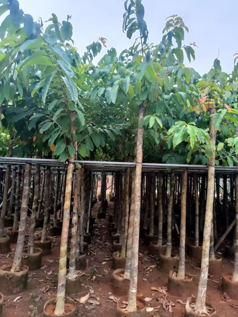 大叶紫薇3-8公分出售自家货源规格齐全可视频看货